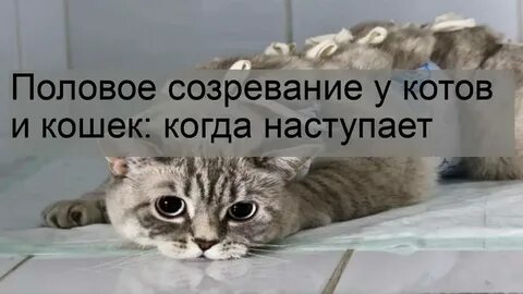 Сколько кошки выходят после наркоза
