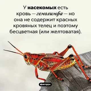 Какие насекомые питаются кровью