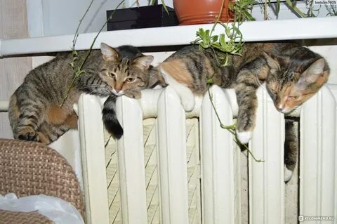 Кошка справа