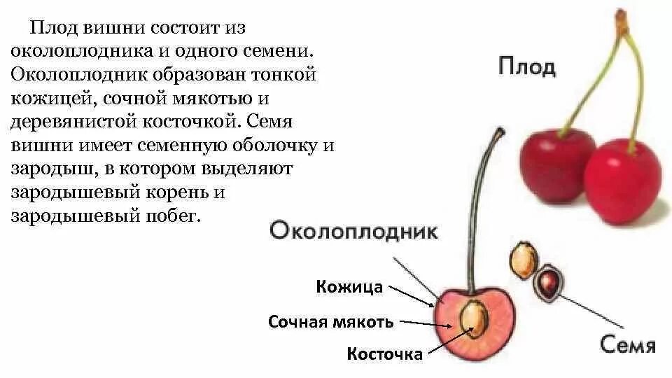 Строение плода черешни. Строение ягоды вишни. Околоплодник плода вишни. Строение семени плода вишни. Из чего образуется плод абрикоса впр