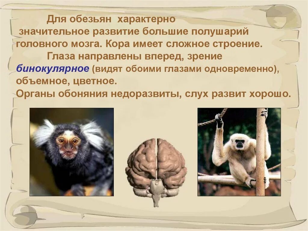 Какой мозг у приматов. Строение обезьяны. Приматы отряды млекопитающих. Строение шимпанзе. Строение приматов.