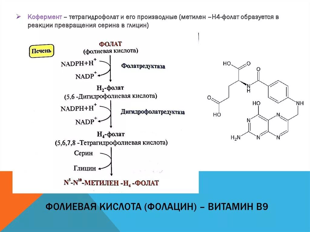 Фолиевая кислота чем отличается. Синтез фолиевой кислоты схема. Реакции с участием витамина в9. Витамин в9 биохимия. Кофермент витамина в9.