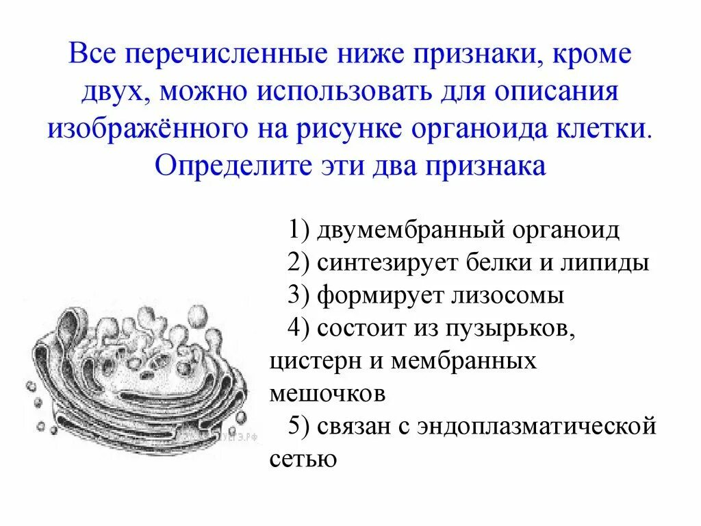 Органоиды содержащие ферменты. Строение органоидов клетки. органоиды клетки презентация. акой клеточный органоид изображён на рисунке?. клеточные органоиды рисунок.
