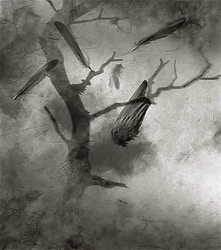 Былинка. Fallen Bird Prince Canary. Картинка просто дуб падает с шумом и треском, а былинка – тихо..