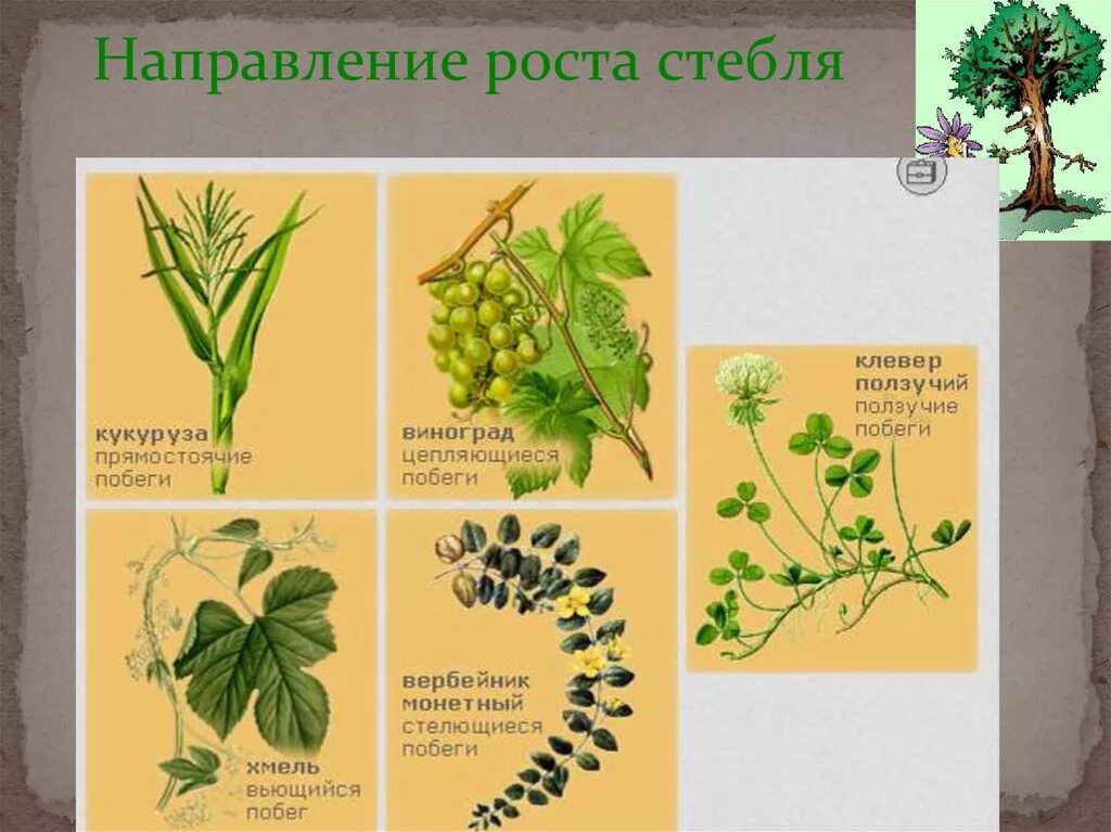 Картинки ДЛЯ СТЕБЛЕЙ И ЛИСТЬЕВ РАСТЕНИЙ ХАРАКТЕРЕН