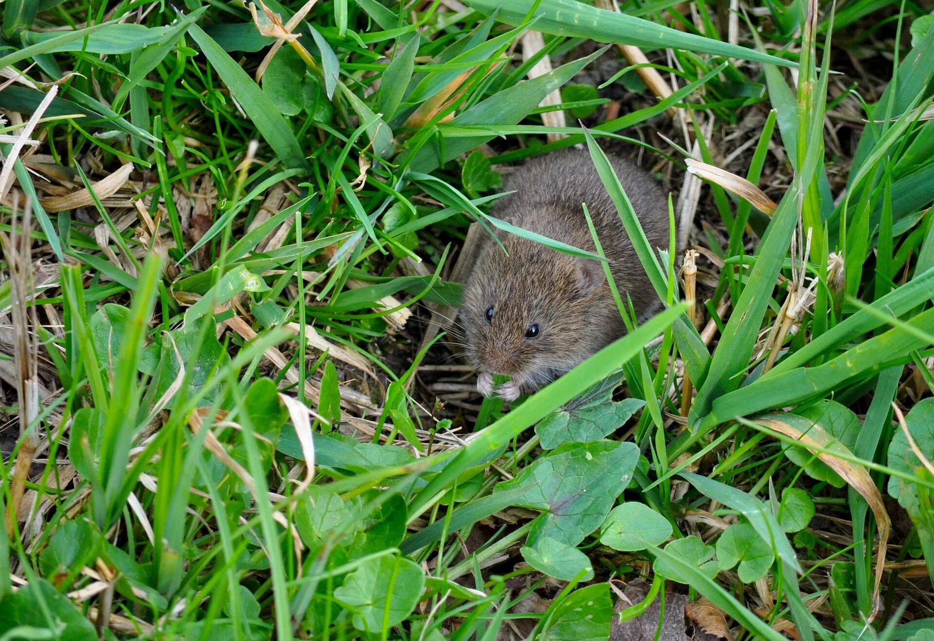 Среда обитания полевой мыши. Полевая мышь apodemus agrarius. Мышь лесная полевка. Мышь apodemus agrarius. Узкочерепная полевка.