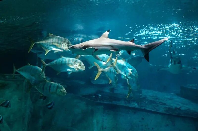 океанариум воронеж. сити град воронеж океанариум. океанариум воронеж 2024. удильщик в воронежском океанариуме воронежа. воронежский океанариум сити-парк "град".