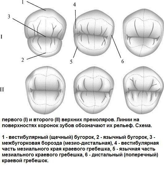 Второй премоляр верхней челюсти бугры. Жевательная поверхность зуба. Фиссуры на моляр нижней челюсти. Фиссуры 1 моляра нижней челюсти. 2 моляр верхней челюсти моделирование.