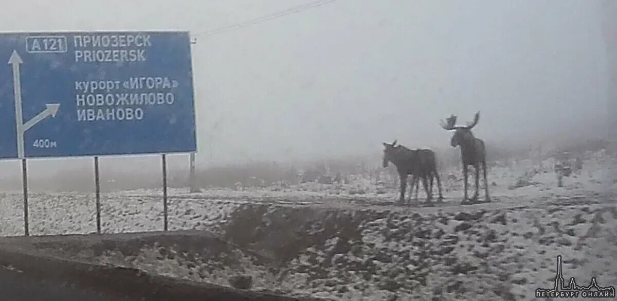 Км лось. Скульптура лосей на Новоприозерском шоссе. Лоси на Новоприозерском шоссе. Памятник лосям на Приозерском шоссе. Лоси Новоприозерское шоссе памятник.