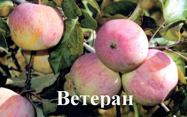 Ветеран яблоня фото