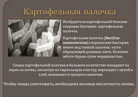 Картофельная палочка