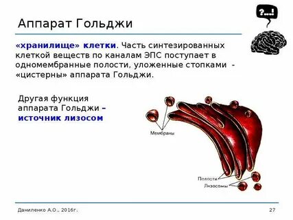 Образование лизосом в аппарате гольджи
