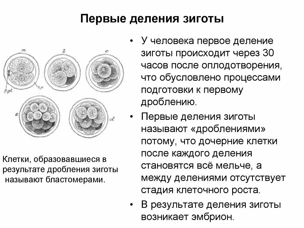 После первого деления