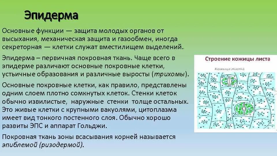 кактус кожица листа. схема строения устьица растений. клетки кожицы листа под микроскопом рисунок. устьица элодеи. хлоропласты элодеи.