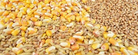 Пшеница картофель кукуруза овес