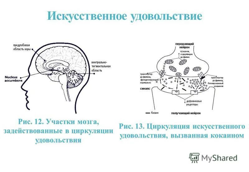 Искусственное удовольствие. Физиологический кайф. Почему сахар вызывает удовольствие схема механизма.