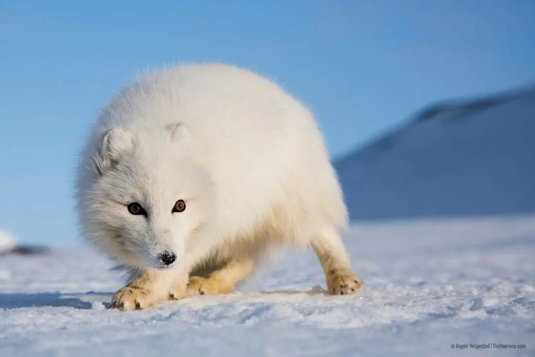 Песец в арктике. Обыкновенный песец (полярная лисица). Тундровый песец. Берингийский песец. Остров врангеля песец.