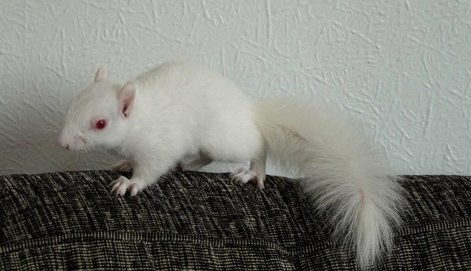 мышь альбинос. крыса дамбо альбинос. белая крыса альбинос. белая крыса альбинос. альбиносная летучая мышь.