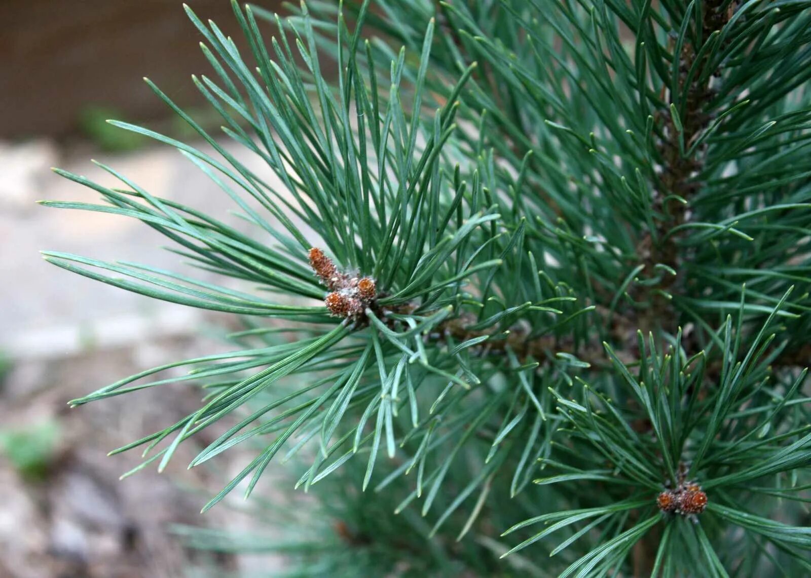 Сосна обыкновенная Pinus Sylvestris. Pinus Sylvestris (сосна обыкновенная) "Watereri". Сосна Pinus Sylvestris Watereri. Сосна Ватерери хвоя. Обычная хвойная