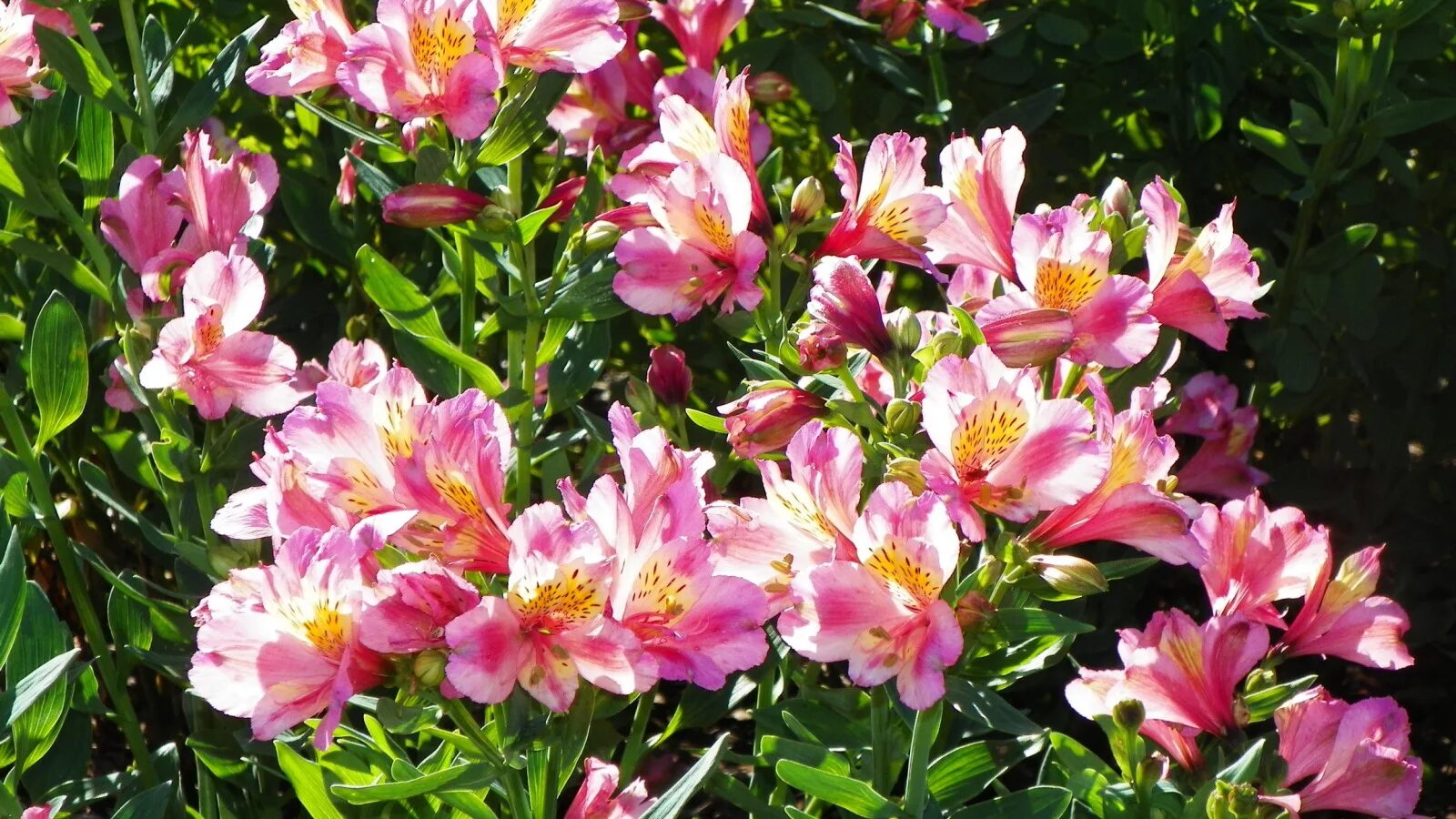 Альстромерия гранада. Цветы в букете альстромерия. Альстромерия размножение. Альмерия цветы. Альстромерия фунза.