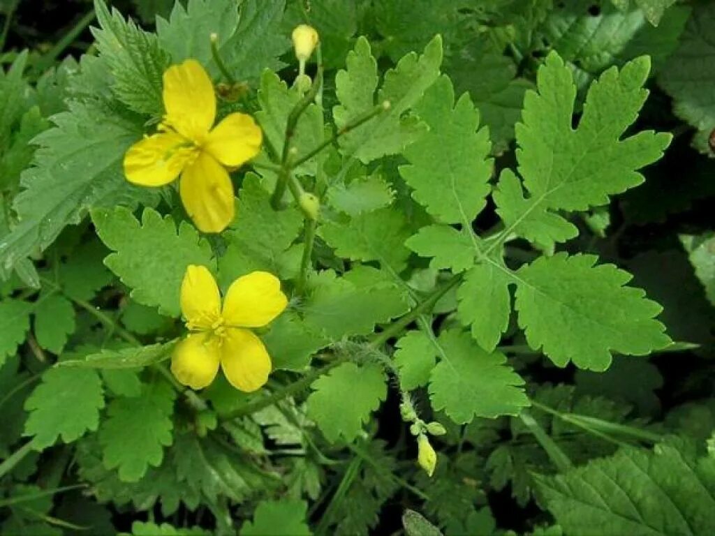 Chelidonium majus. Чистотел растение. Чистотел весенний. Трава чистотела большого.