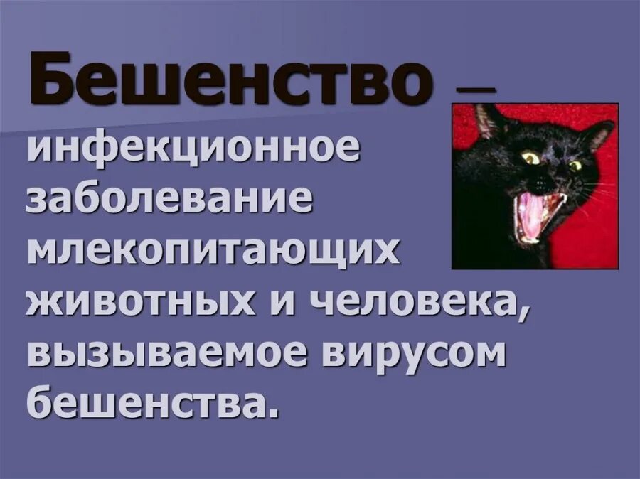 Первые симптомы бешенства у щенка. Вирусное заболевание бешенство. Сиастомы бешенства у человека. Бешенство биология 8 класс. Бешенство инфекционное.