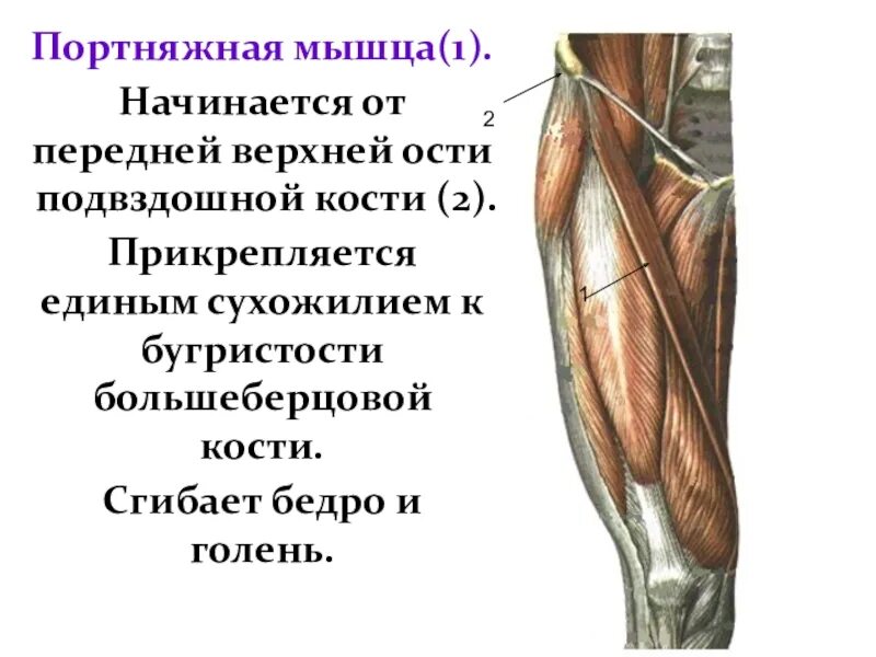 Sartorius. Портняжная упражнения. Портняжная мышца упражнения. Упражнения для укрепления задней большеберцовой мышцы. Портняжная упражнения.