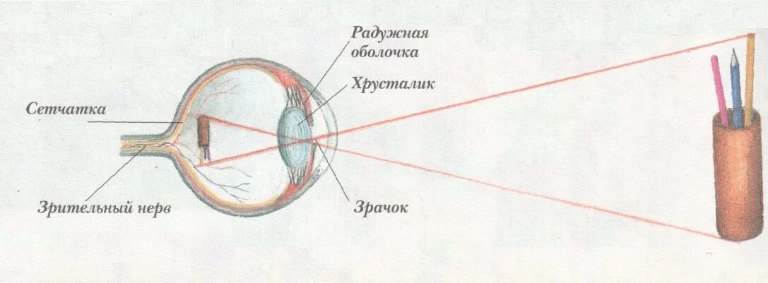 Место выхода зрительного нерва не воспринимающее лучей. Изображение предмета на сетчатке. Как глаз воспринимает свет схема. Как видит глаз человека схема. Строение глаза как мы видим.