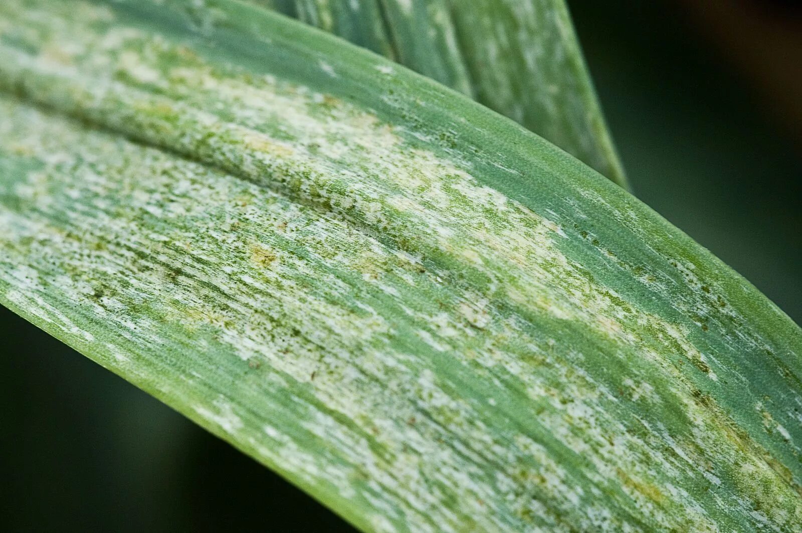 Как выглядят трипсы. Трипсы. трипс табачный thrips tabaci lind.. хлорофитум трипсы. белый мускардиноз трипсы.