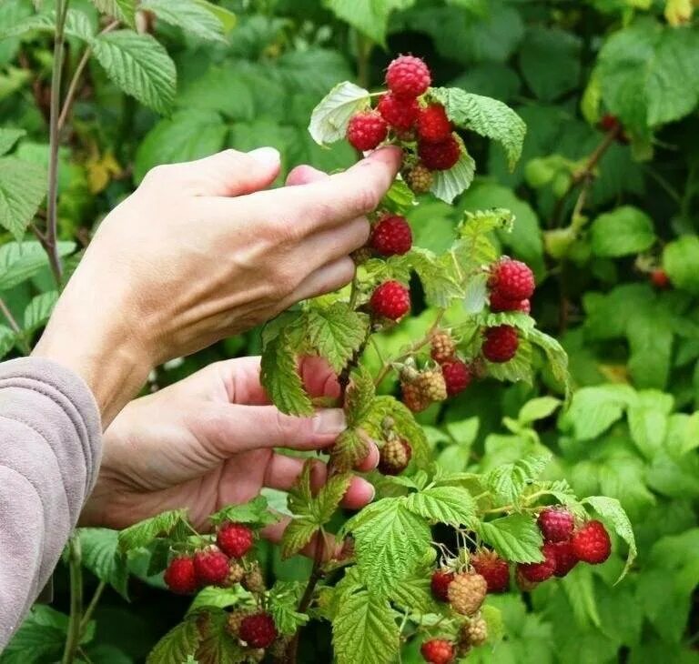 Малина разные сорта рядом