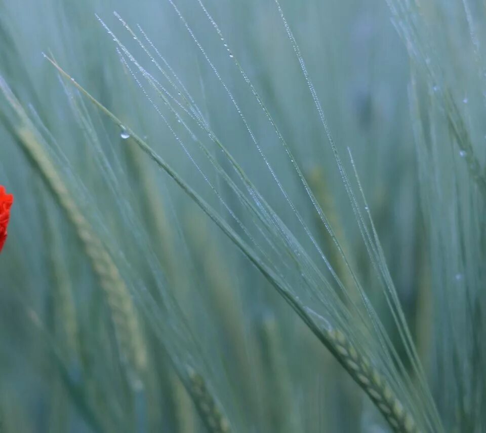 Цветок пшеницы. Мак пшеница. Пшеничное поле с маками и васильками. Мак в пшенице. Пшеничное поле с маками.