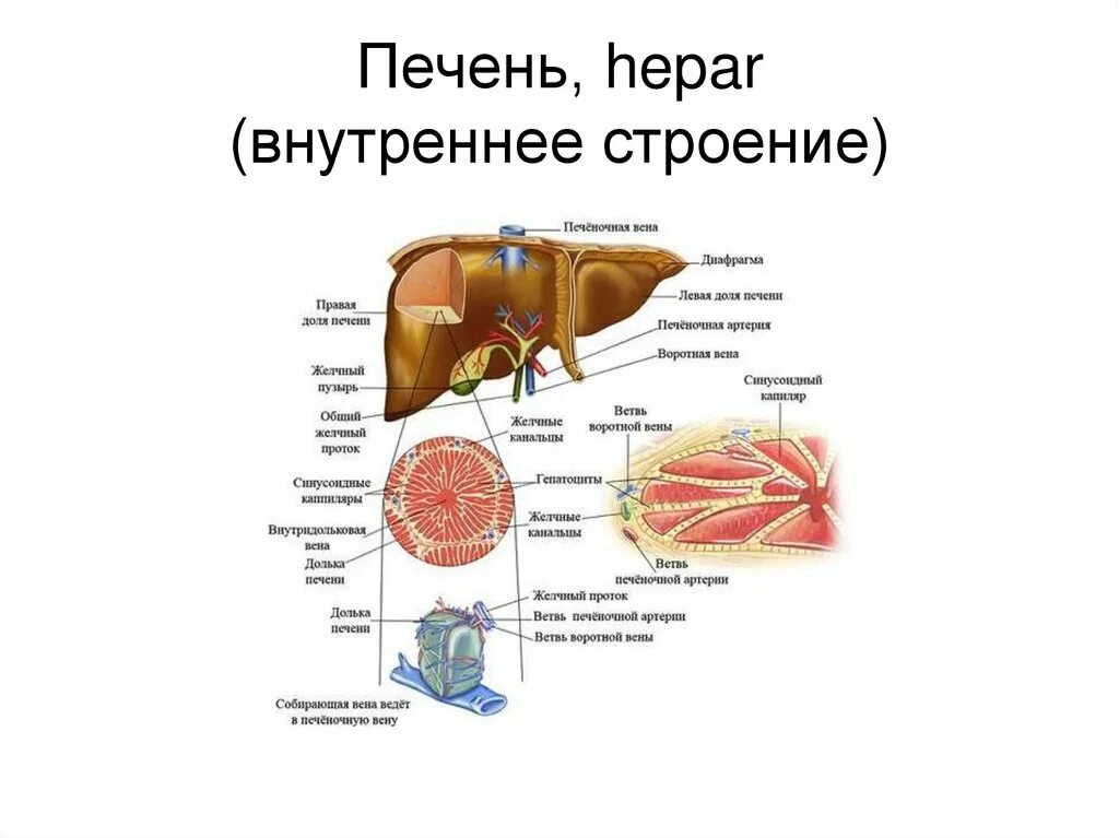 Внутреннее строение и функции. Печень топография строение функции. основные анатомические структуры печени. строение печени собаки анатомия. печень животных анатомия.