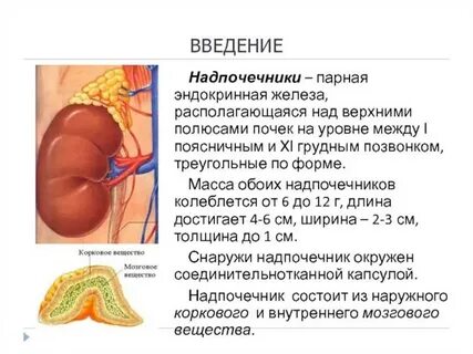 Как поддержать надпочечники