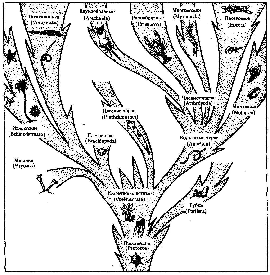 Филогенетическое Древо животных. Филогенетическое Древо схема. Филогенетическая схема растений. Эволюционное Древо развития животных. Эволюция древа 178
