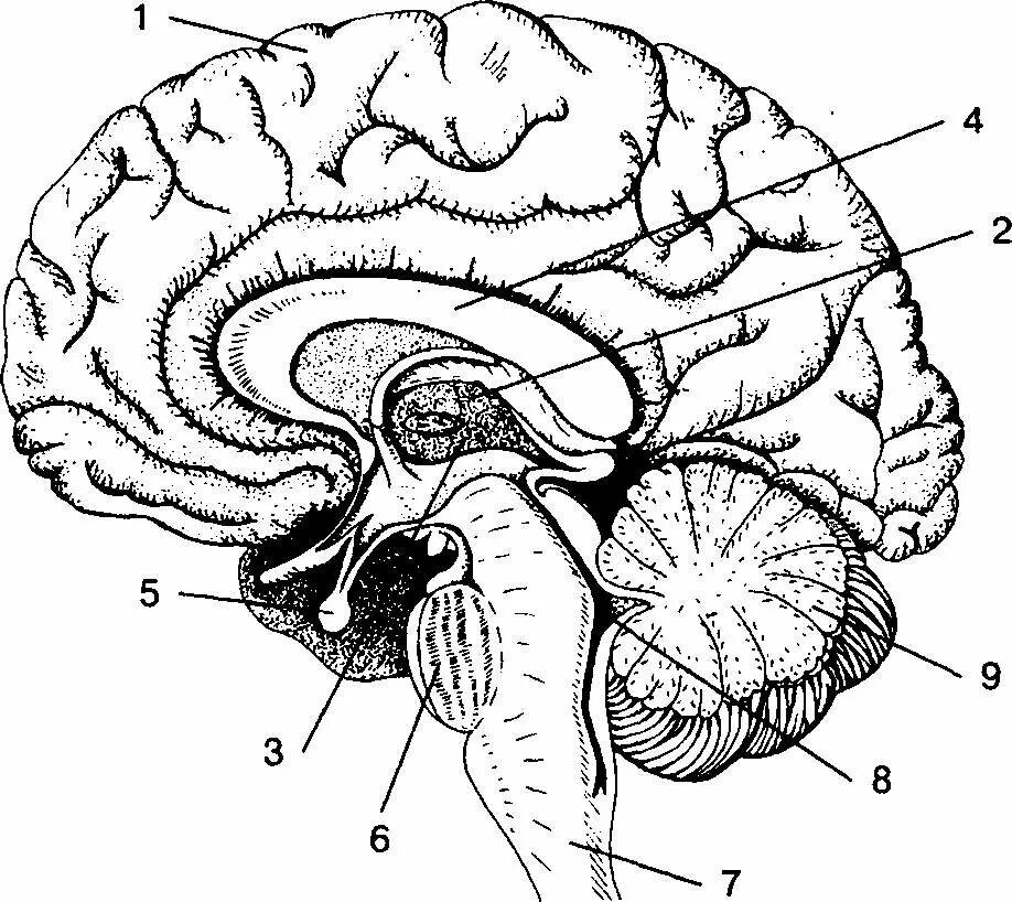 Головной мозг 7 класс. Сагиттальный разрез головного мозга человека. Строение головного мозга сбоку. Гипофиз Сагиттальный срез. Строение головного мозга с подписями.