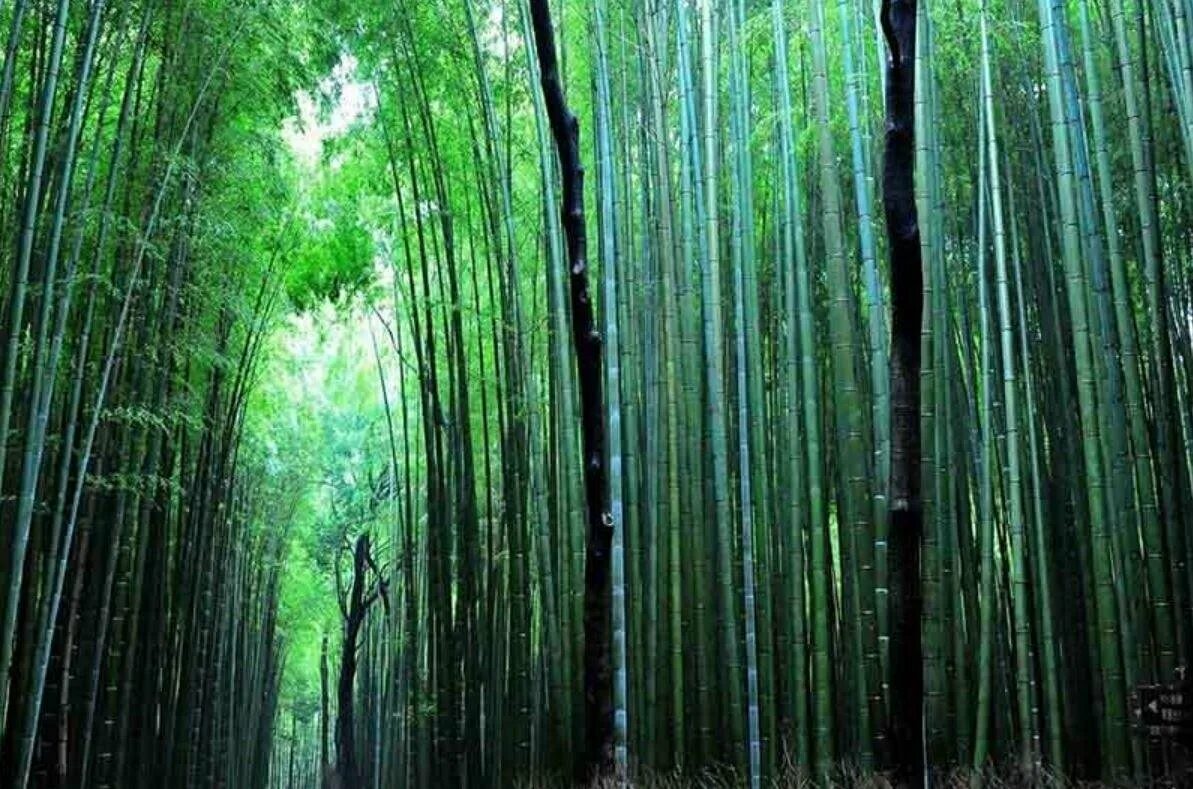 Хэйчжу Долина чёрного бамбука. Лощина черного бамбука Китай. Китайский Хэйчжу, “Долина чёрного бамбука”.. Долина Хэйчжу в Китае. Долина заросшая лесом