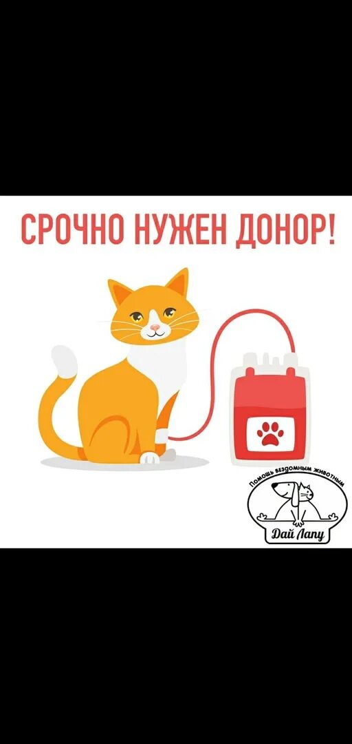 Кошка донор крови. Нужен донор коту. Срочно нужен донор. Нужен донор для кошки.