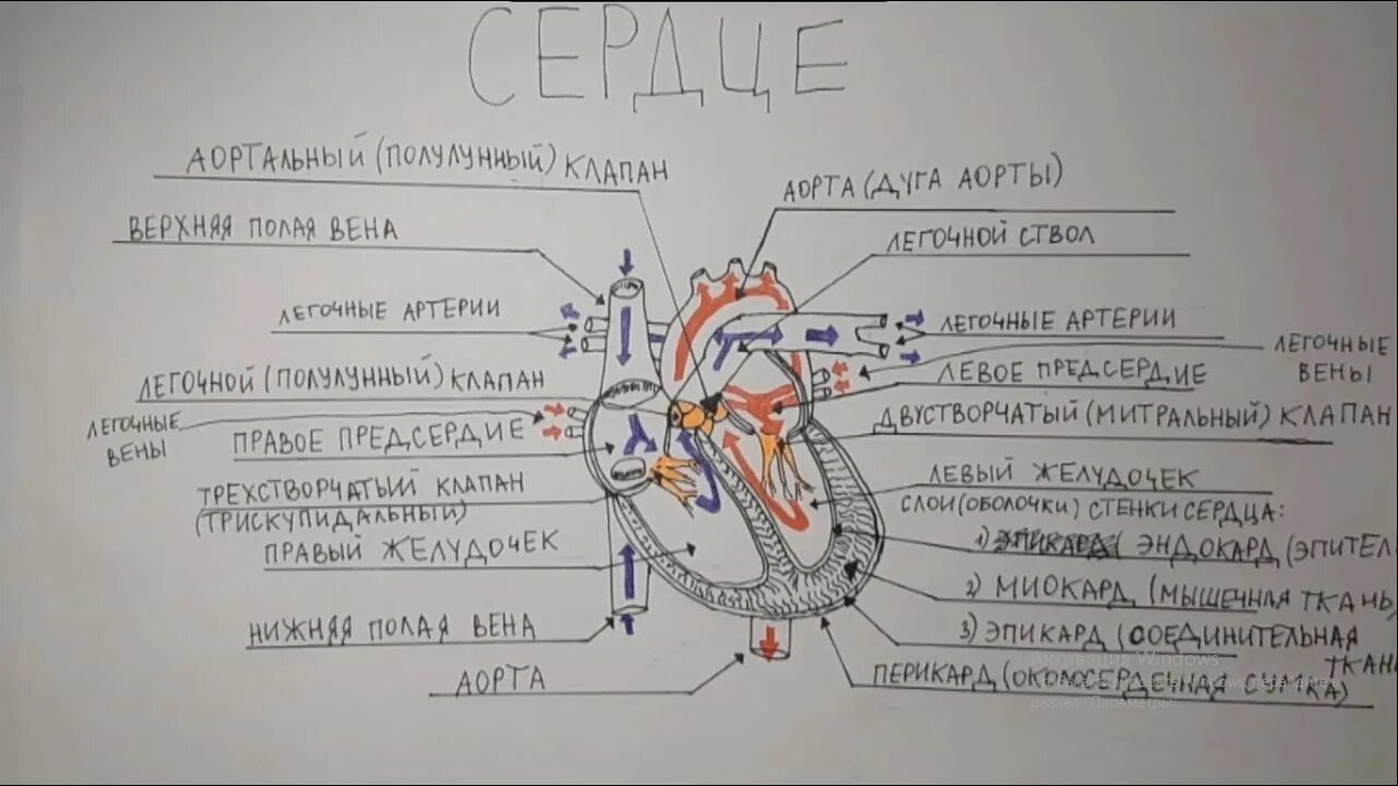 Сердце биология тест. ЕГЭ биология анатомия строение сердца. Сердце анатомия ЕГЭ. Строение сердца человека ЕГЭ биология. Анатомическое сердце ЕГЭ.