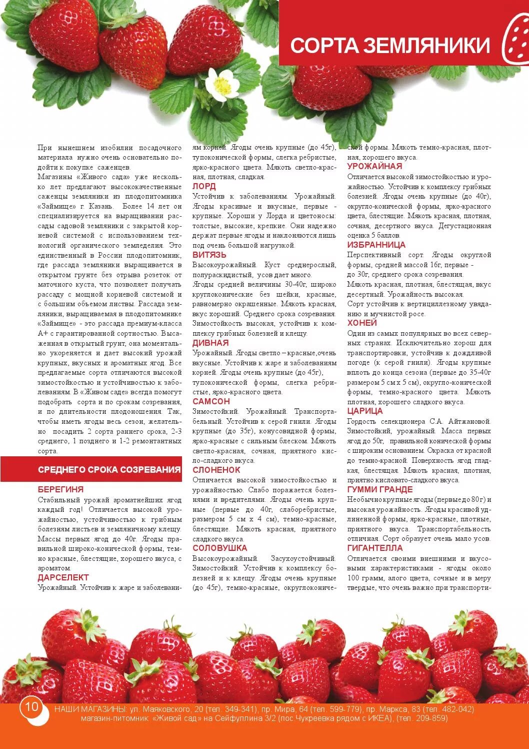 Клубника флоренция описание сорта. Сорта клубники характеристика. Сорта клубники характеристика. Клубника описание сорта. Сорта клубники характеристика.