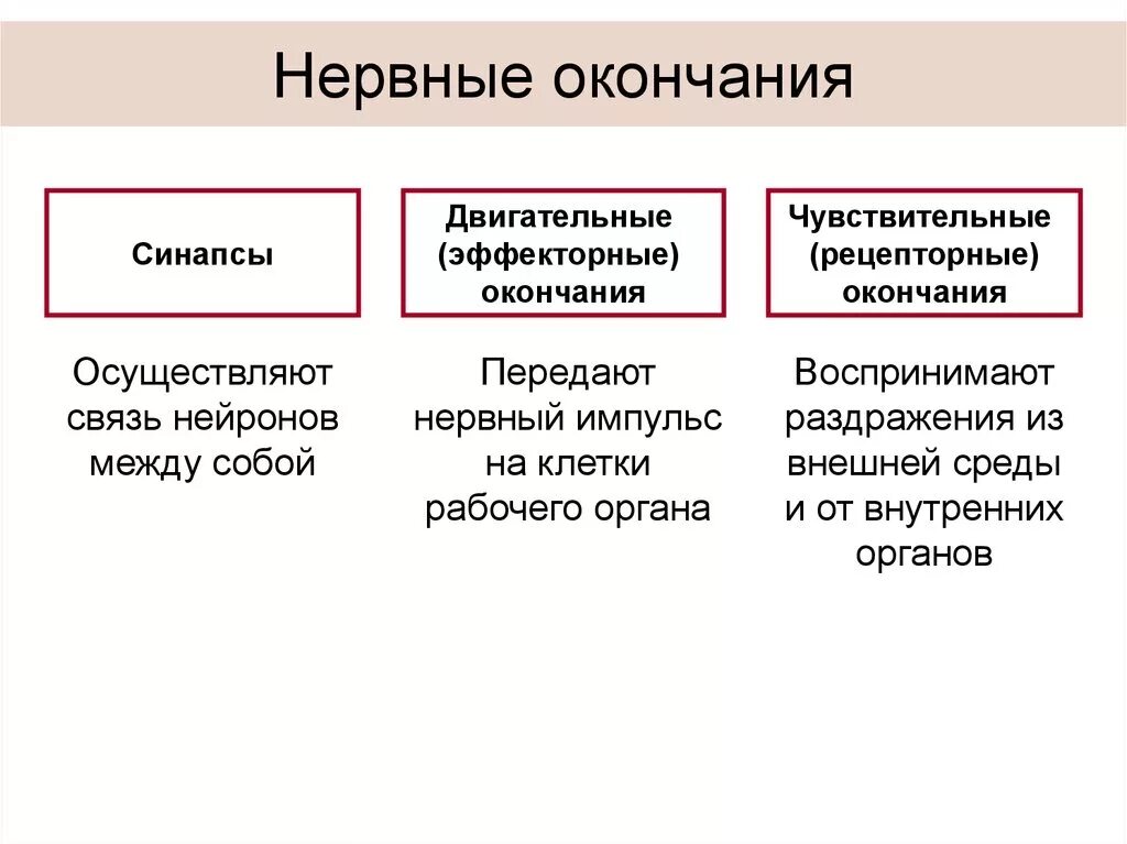 Нервные окончания функции