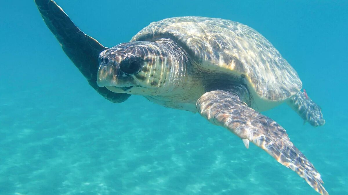 Головастая морская черепаха логгерхед. Головастая морская черепаха логгерхед. Морская черепаха каретта. Черепаха каретта (логгерхед). Морская черепаха логгерхед.