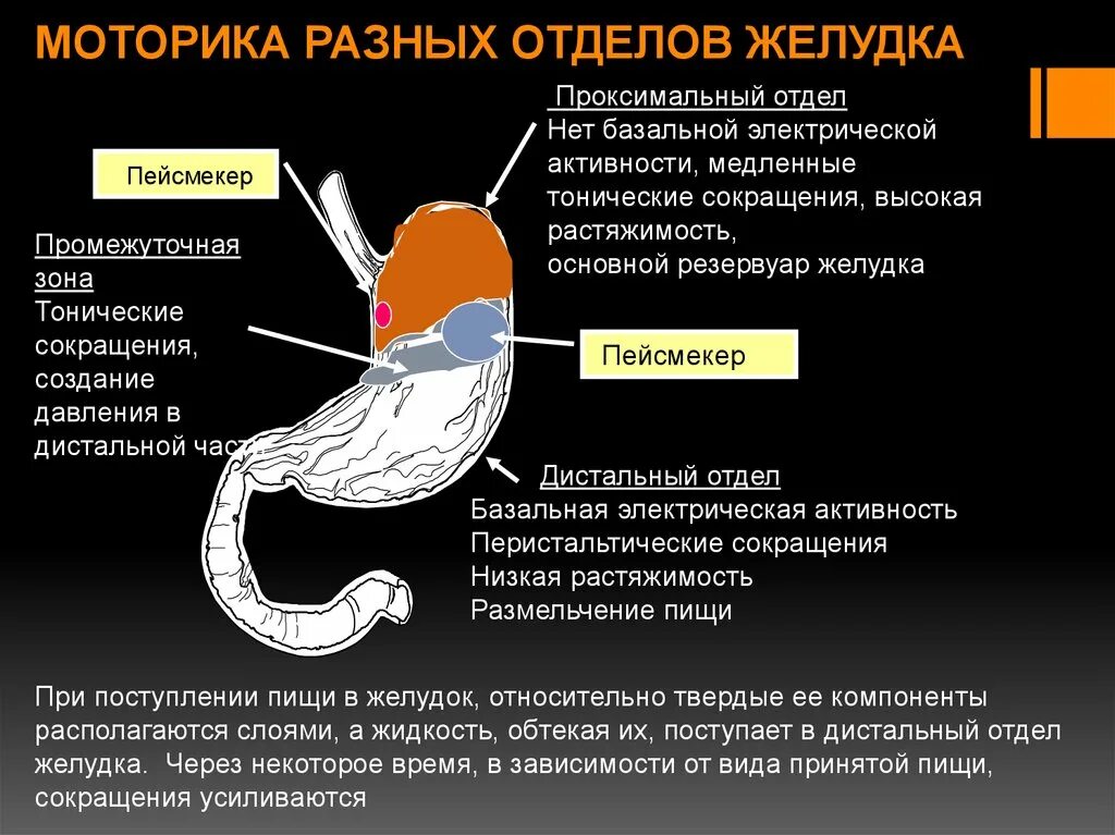 Желудочная моторика. Моторика разных отделов желудка. Перистальтика желудка. Упражгения доя моторики же. Моторная функция желудка.