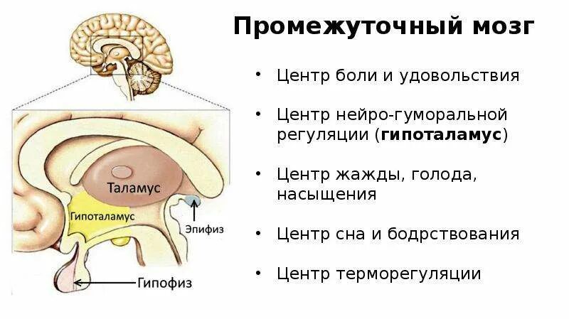 Промежуточный мозг – положение, отделы, функции.. Промежуточный отдел головного мозга функции. Ядра промежуточного мозга в головном мозге. Промежуточный мозг схема.