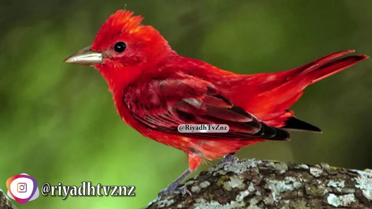 Группа красные птицы. Красная птица. Красно белая птица. Птица с красными перьями. Птица с красной грудью.