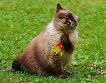 Котиков там