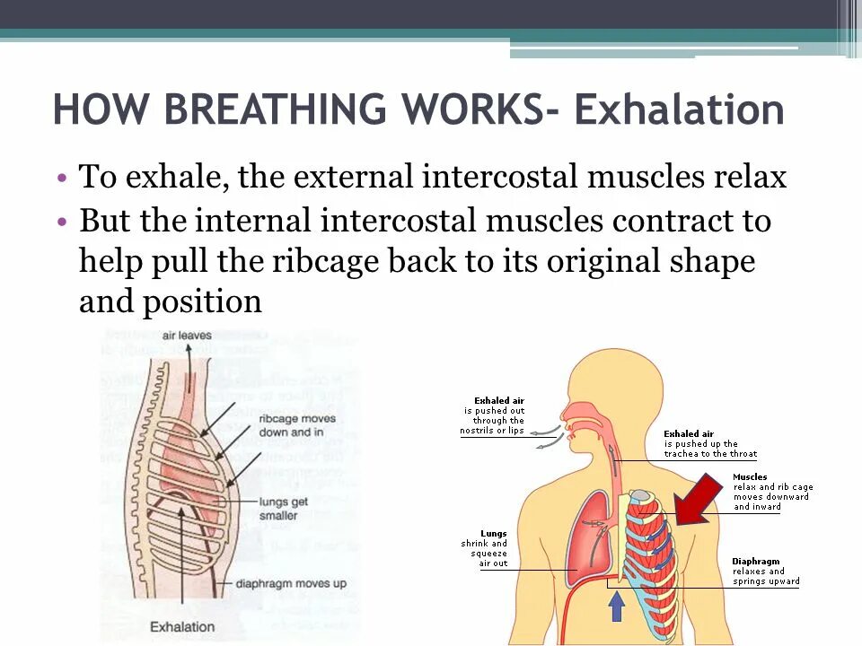Internal meaning. External and internal intercostal muscles. inhalation exhalation. external перевод. regulation of breathing.