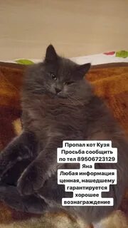Петиция о коте