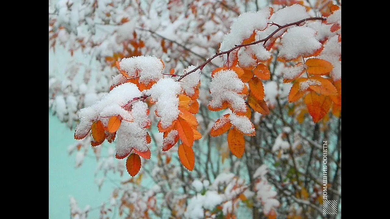 Первый снег утром картинки. Доброе утро первый снег осенью. Осень.. Скоро снег... Анимация снег осенью. Первый снег анимация.