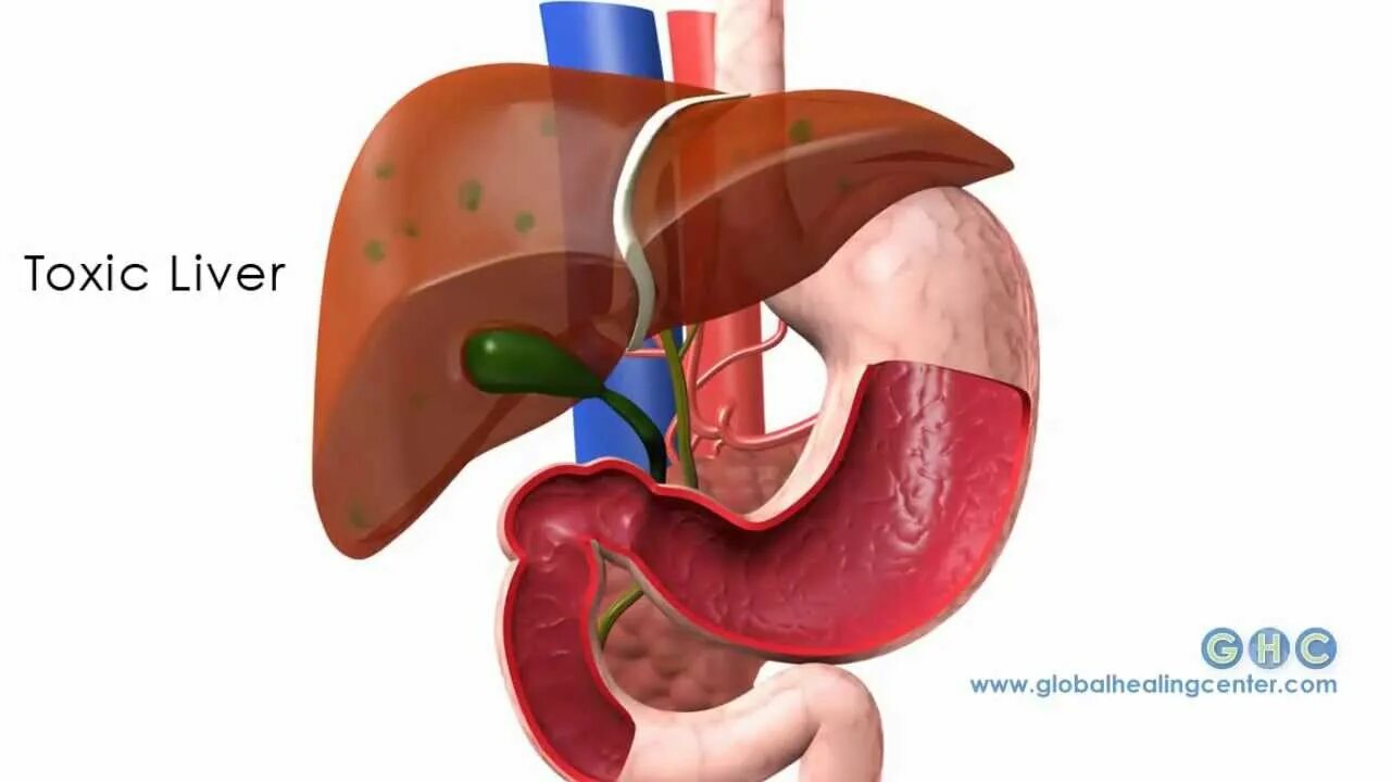 Как очищается печень. Печень картинка. Очищение печени человека. Защита печени.