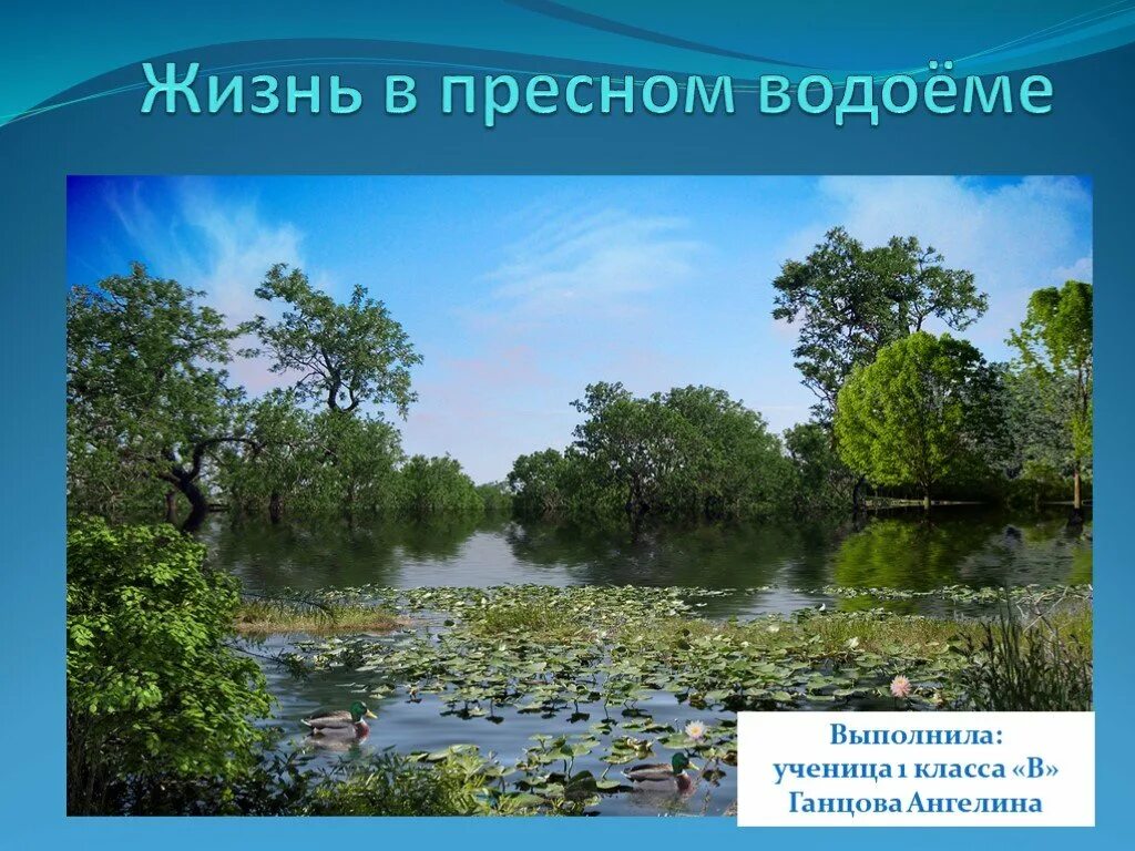 Растения и животные пресных водоемов. Пресные водоемы. Жизнь в пресной воде. Презентация на тему водоемы. Окружающий мир жизнь пресных водах